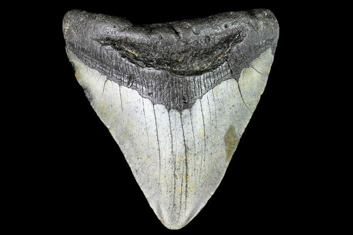 Bargain, Fossil Megalodon Tooth - North Carolina #109004